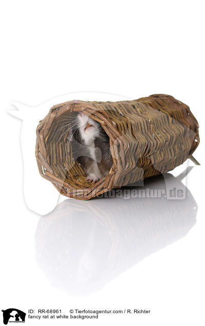 Farbratte auf weiem Hintergrund / fancy rat at white background / RR-68961