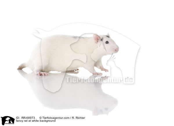 Farbratte auf weiem Hintergrund / fancy rat at white background / RR-68973