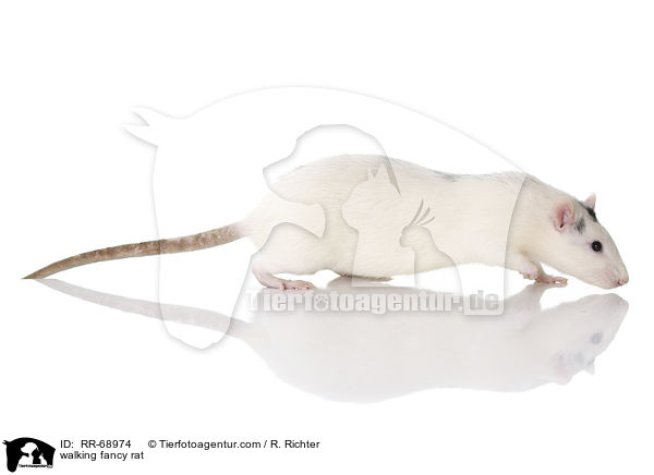 laufende Farbratte / walking fancy rat / RR-68974