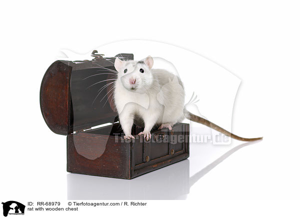 Ratte mit Holztruhe / rat with wooden chest / RR-68979