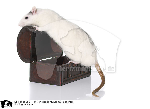 kletternde Ratte / climbing fancy rat / RR-68980