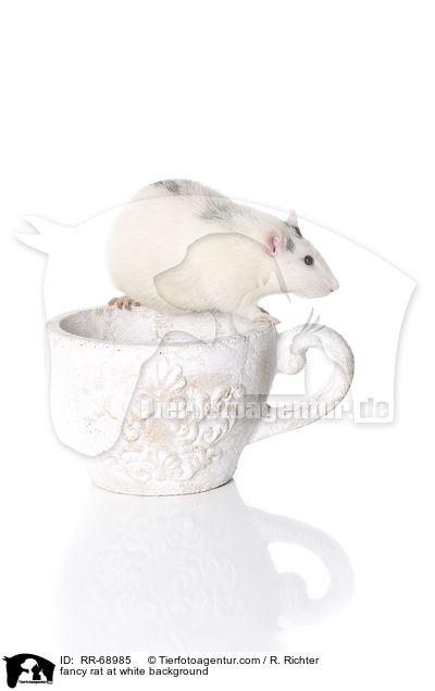 Farbratte auf weiem Hintergrund / fancy rat at white background / RR-68985