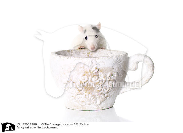 Farbratte auf weiem Hintergrund / fancy rat at white background / RR-68986