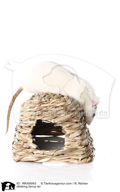 kletternde Ratte / climbing fancy rat / RR-68993