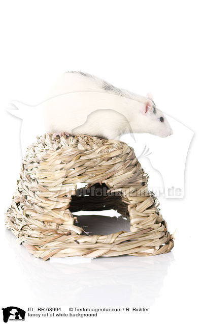 Farbratte auf weiem Hintergrund / fancy rat at white background / RR-68994