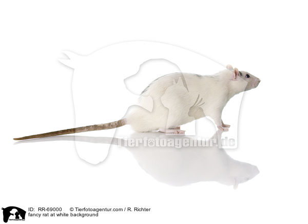 Farbratte auf weiem Hintergrund / fancy rat at white background / RR-69000