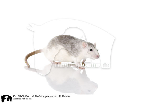 laufende Farbratte / walking fancy rat / RR-69004