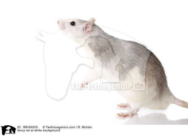 Farbratte auf weiem Hintergrund / fancy rat at white background / RR-69005