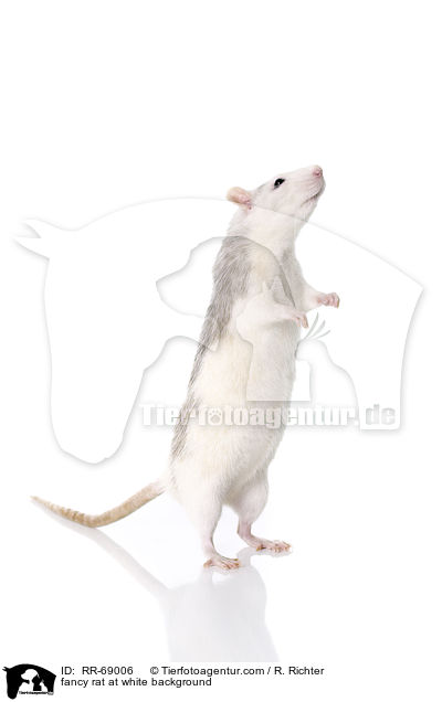 Farbratte auf weiem Hintergrund / fancy rat at white background / RR-69006