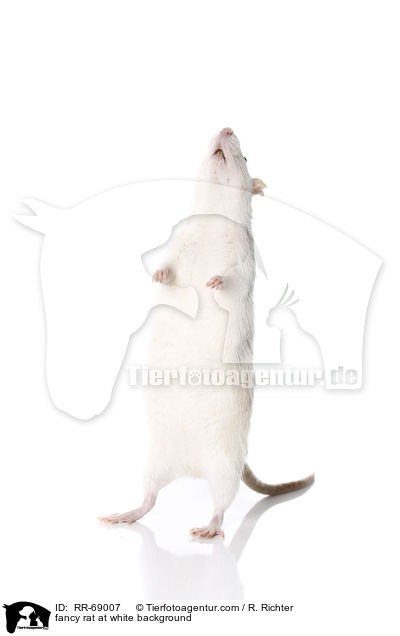 Farbratte auf weiem Hintergrund / fancy rat at white background / RR-69007