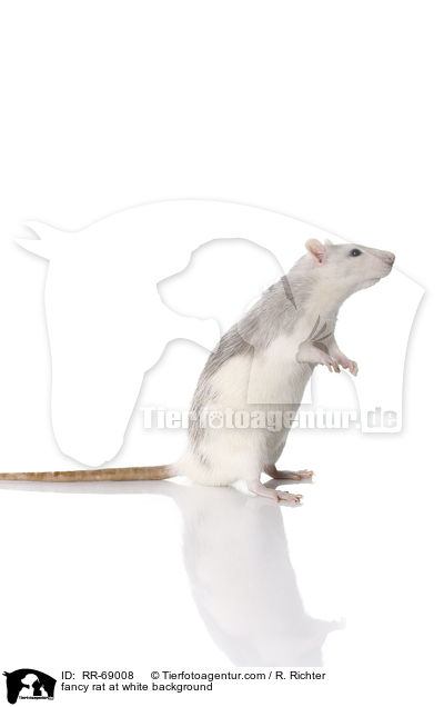 Farbratte auf weiem Hintergrund / fancy rat at white background / RR-69008