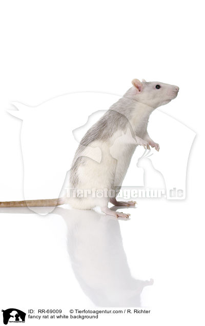 Farbratte auf weiem Hintergrund / fancy rat at white background / RR-69009