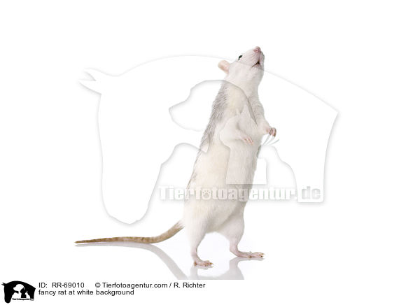 Farbratte auf weiem Hintergrund / fancy rat at white background / RR-69010