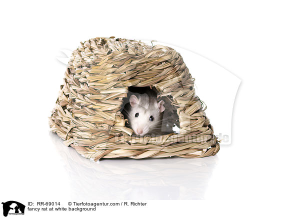 Farbratte auf weiem Hintergrund / fancy rat at white background / RR-69014