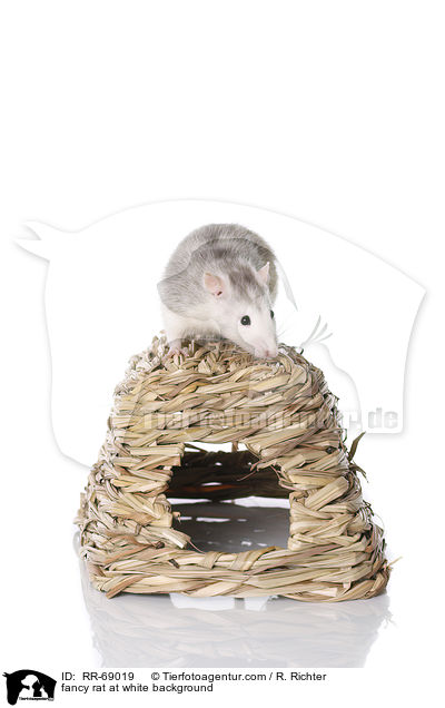 Farbratte auf weiem Hintergrund / fancy rat at white background / RR-69019