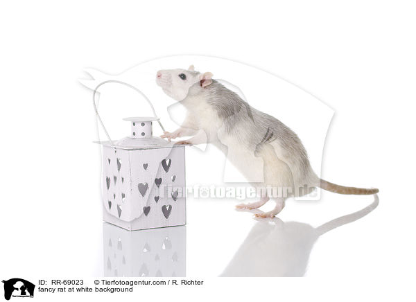 fancy rat at white background / RR-69023