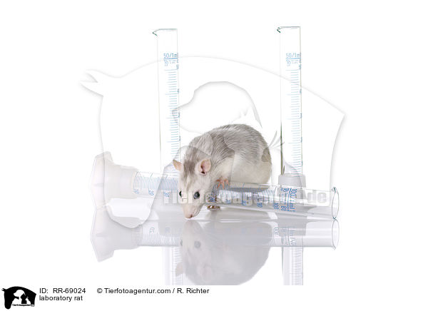 Labrorratte / laboratory rat / RR-69024
