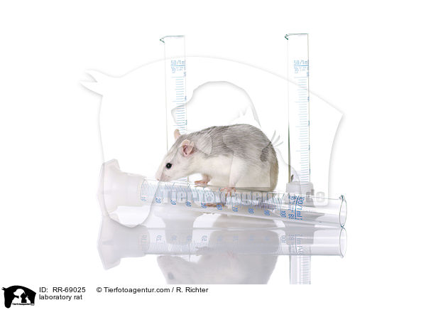 Labrorratte / laboratory rat / RR-69025