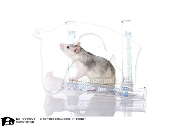 Labrorratte / laboratory rat / RR-69026