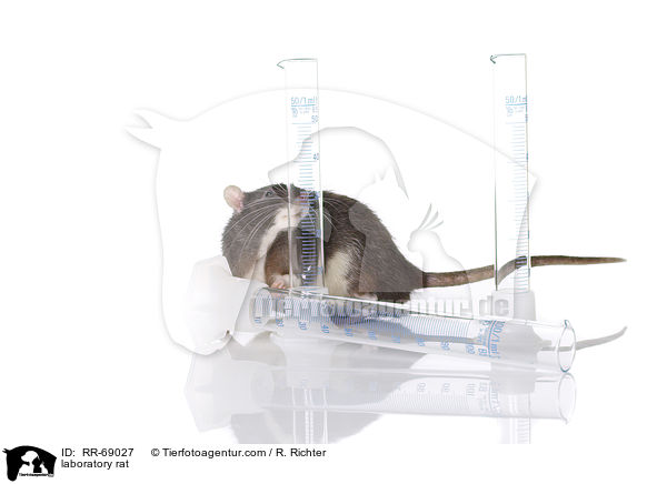 Labrorratte / laboratory rat / RR-69027