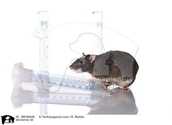Labrorratte / laboratory rat / RR-69028