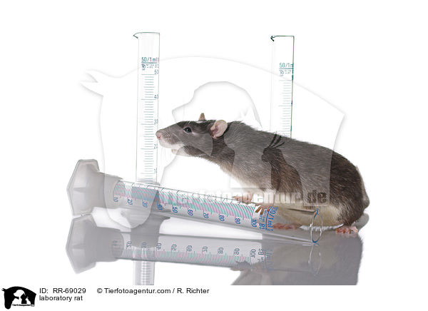 Labrorratte / laboratory rat / RR-69029