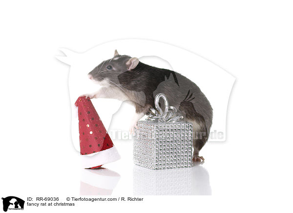 fancy rat at christmas / RR-69036