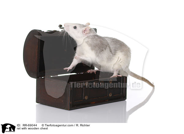 Ratte mit Holztruhe / rat with wooden chest / RR-69044