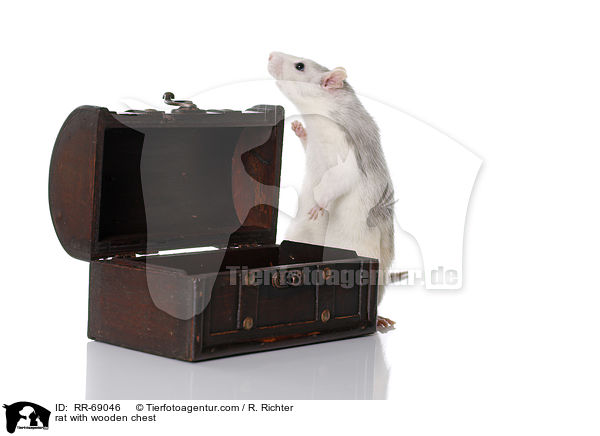 Ratte mit Holztruhe / rat with wooden chest / RR-69046