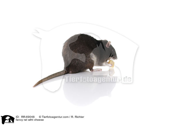 Farbratte mit Kse / fancy rat wiht cheese / RR-69048