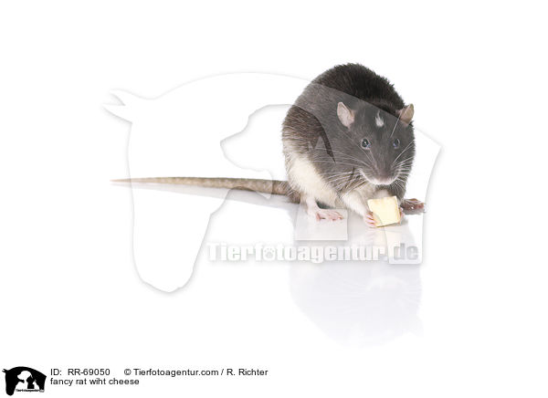 Farbratte mit Kse / fancy rat wiht cheese / RR-69050