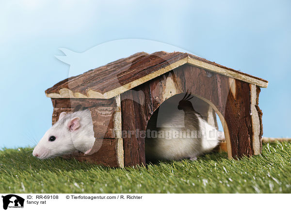 Farbratte / fancy rat / RR-69108