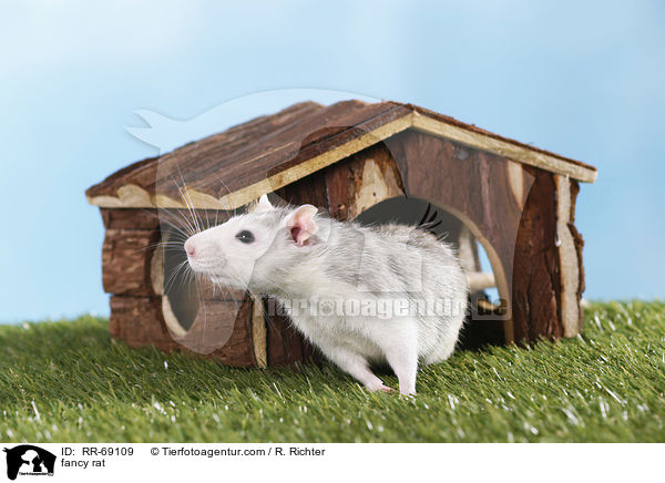 Farbratte / fancy rat / RR-69109