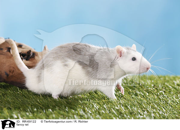 Farbratte / fancy rat / RR-69122