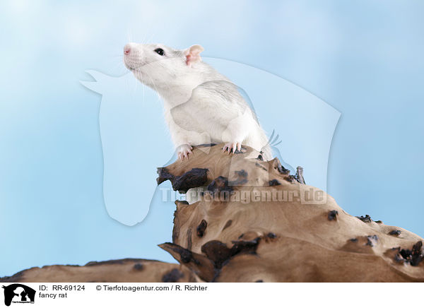 Farbratte / fancy rat / RR-69124