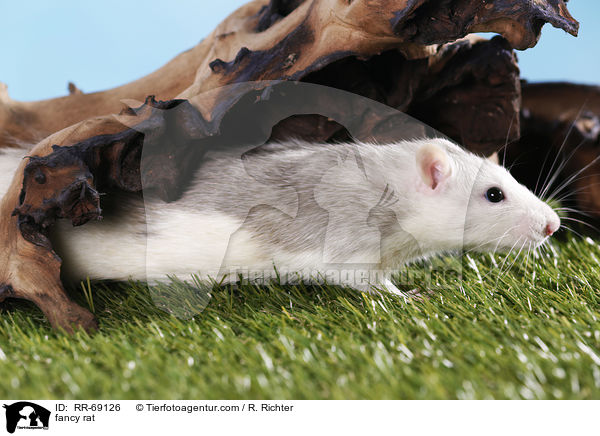 Farbratte / fancy rat / RR-69126