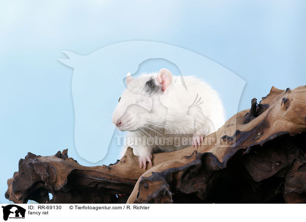 Farbratte / fancy rat / RR-69130