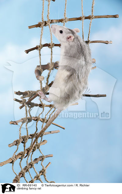 kletternde Ratte / climbing fancy rat / RR-69140