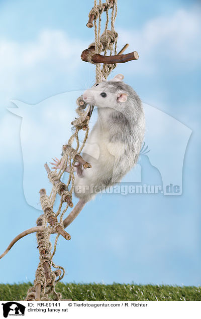 kletternde Ratte / climbing fancy rat / RR-69141