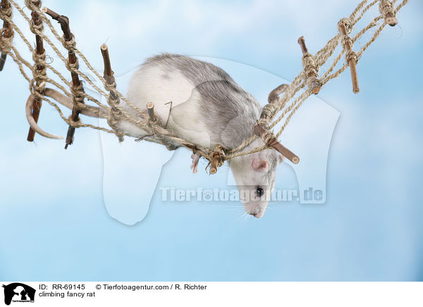 kletternde Ratte / climbing fancy rat / RR-69145