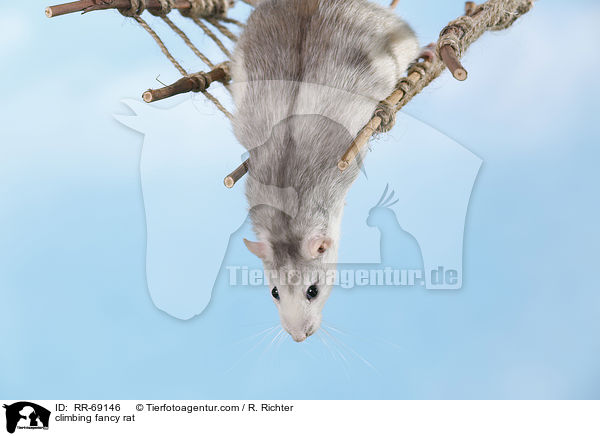 kletternde Ratte / climbing fancy rat / RR-69146