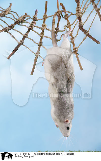 kletternde Ratte / climbing fancy rat / RR-69147