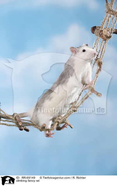 kletternde Ratte / climbing fancy rat / RR-69149