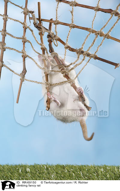 kletternde Ratte / climbing fancy rat / RR-69150