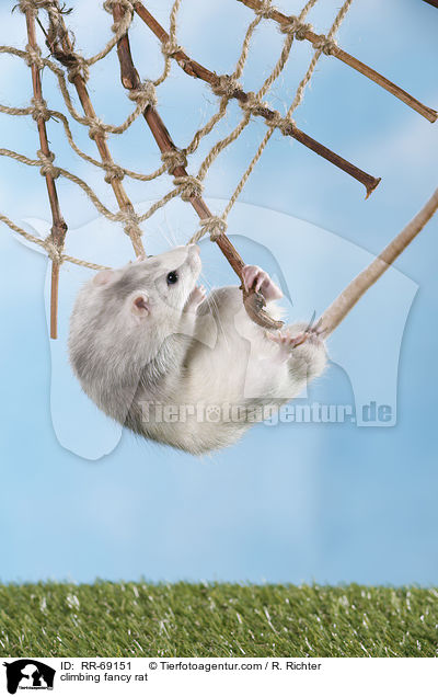 kletternde Ratte / climbing fancy rat / RR-69151