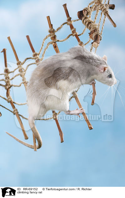 kletternde Ratte / climbing fancy rat / RR-69152