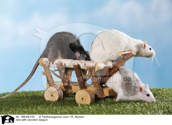 Ratten mit Holzwagen / rats with wooden wagon / RR-69155
