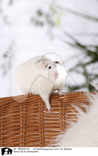 Farbratte auf Schaffell / fancy rat at sheepskin / RR-69175