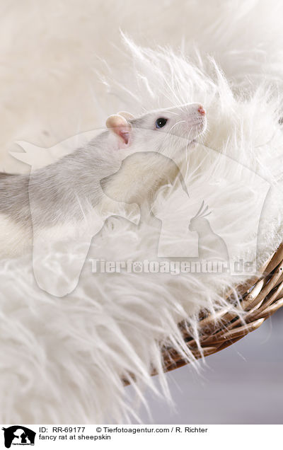 Farbratte auf Schaffell / fancy rat at sheepskin / RR-69177