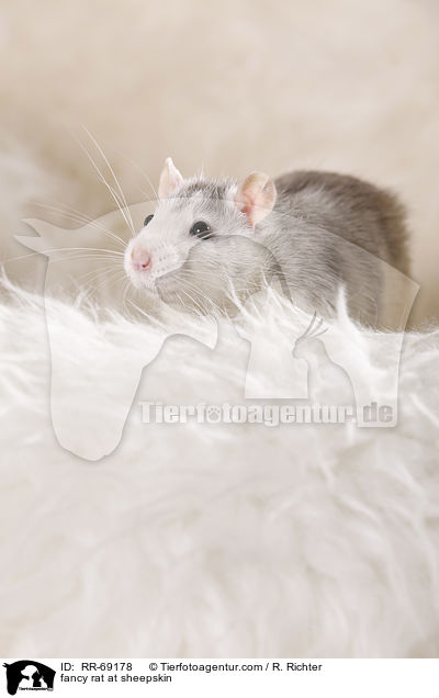 Farbratte auf Schaffell / fancy rat at sheepskin / RR-69178